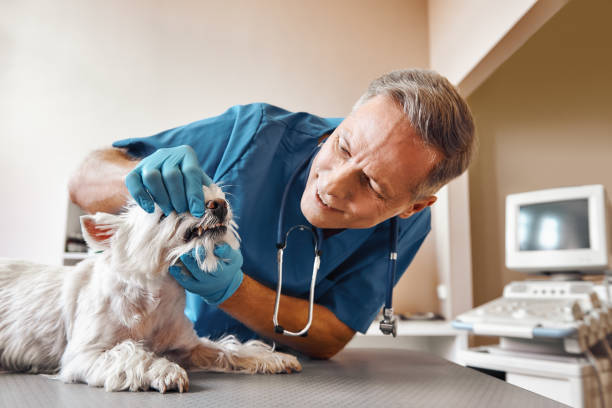 Best Emergency Gum Treatment in Chincoteague, VA